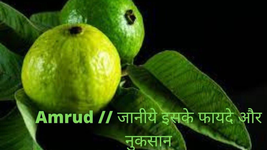 Amrud // जानीये इसके फायदे और नुकसान