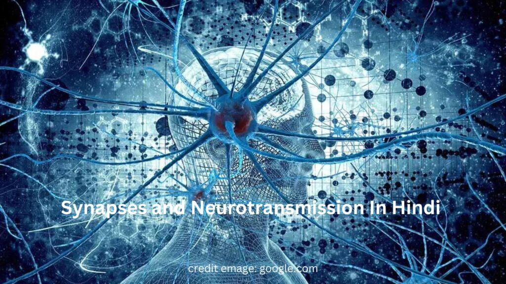 Synapses and Neurotransmission In Hindi