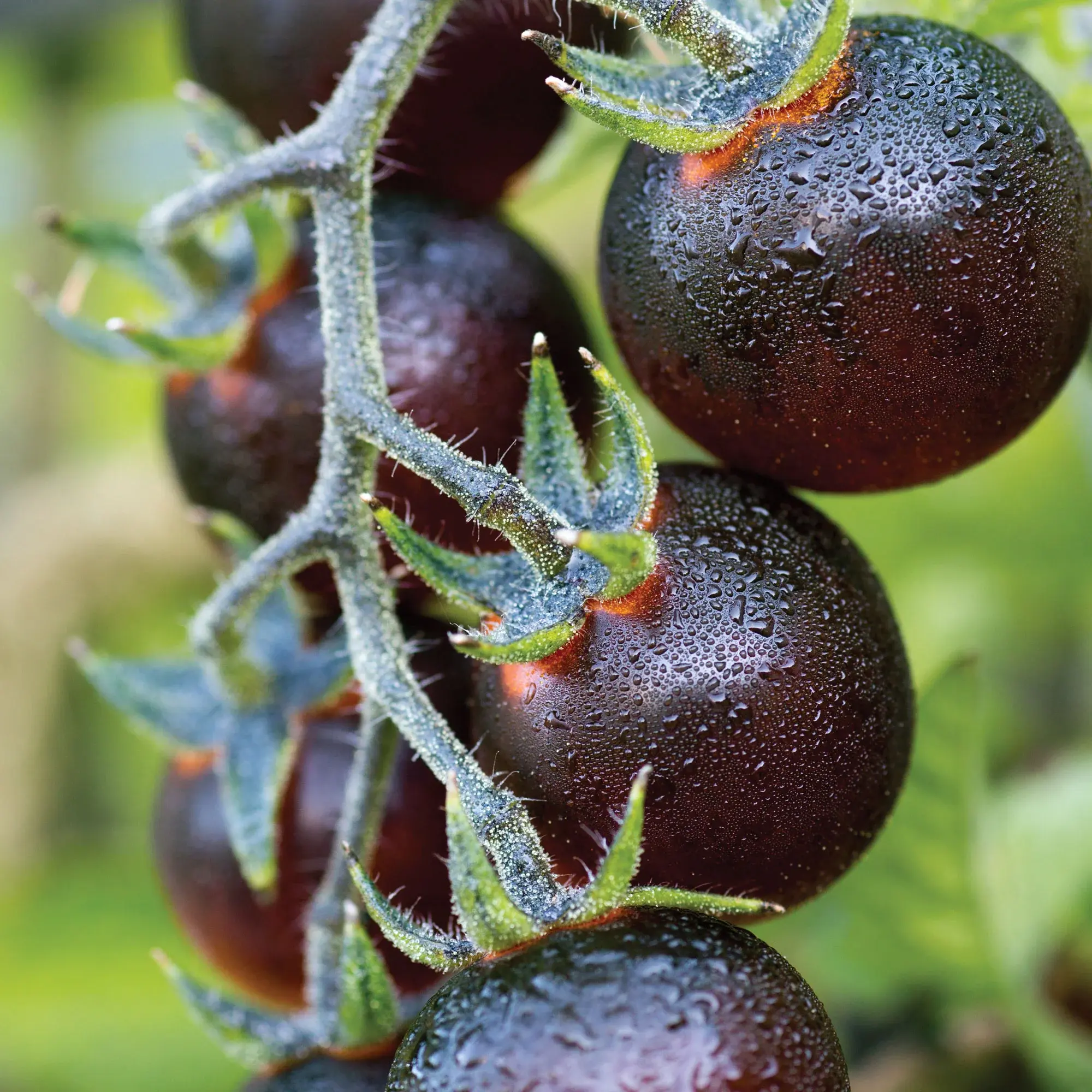 Blue Tomatoes: Discover Their Amazing Health Benefits!