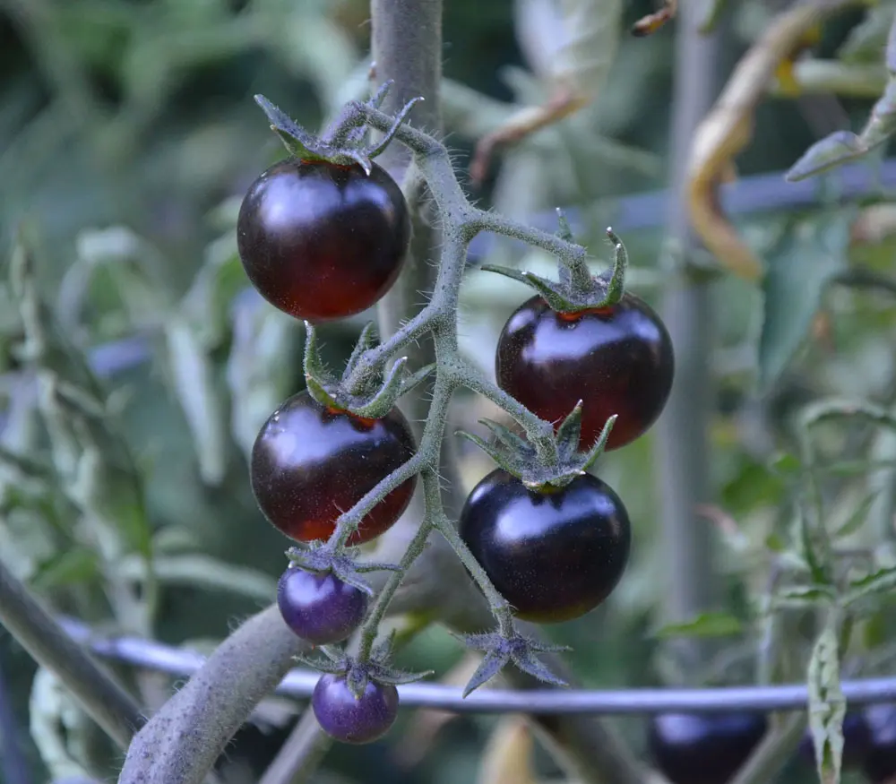 Blue Tomatoes: Discover Their Amazing Health Benefits!